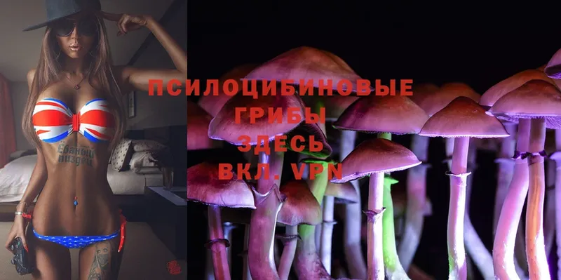 Псилоцибиновые грибы Cubensis  даркнет сайт  Дмитров 